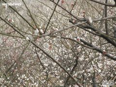 -香雪海