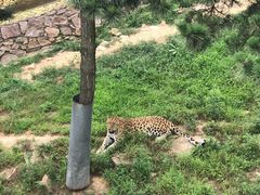 -西霞口神雕山野生动物世界
