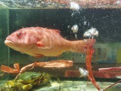 -巽寮印象美食部落餐厅·海鲜·地方特色菜(惠州体验店)