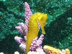 -暹罗海洋世界