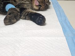 -宠颐生汉谟拉比宠物医院