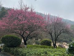 -桃花岭景区