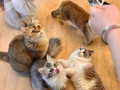 -有喵·猫咖·狗咖·30几只猫10只小狗(岗厦店)