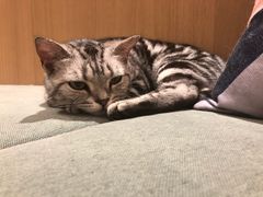-CAT’S MEWSTAR CAFE·喵星球猫屋(晴湾咖啡店)