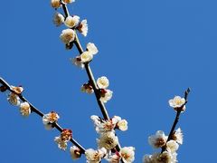 -杭州植物园