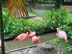 -清迈夜间动物园