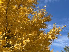 -长白岛森林公园