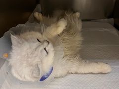 -中农国际动物医院24小时·猫科·骨科·急重症中心