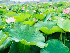 -梁鸿国家湿地公园
