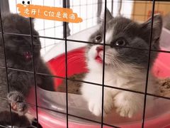 -喵zoo家庭繁育猫舍(尖东智能花园店)