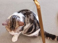 -飞行喵MR PILOT|猫舍·猫咖(静安大融城店)