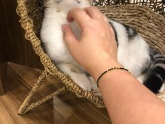 -飞行喵MR PILOT|猫舍·猫咖(静安大融城店)