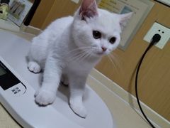 -pd派德宠物中心医院24H急重症·眼科中心·血液透析中心(嵩山北路店)