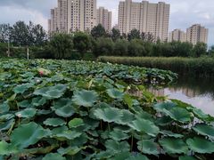 -前关湿地公园