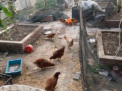 -马陆小张葡萄园农家乐