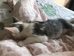 -中农国际动物医院24小时·猫科·骨科·急重症中心