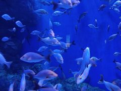 -成都浩海立方海洋公园