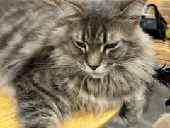 -楼上猫咖(罗湖店)