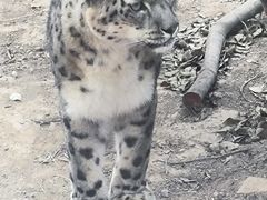 -青藏高原野生动物园