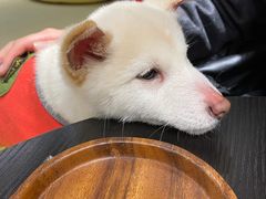 -逗柴咖啡屋·狗咖猫咖宠物桌游