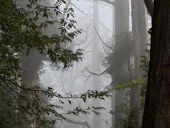 -天目山大树王景区