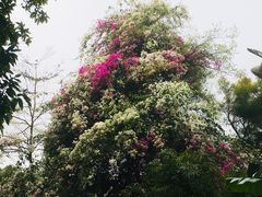 -深圳国际园林花卉博览园