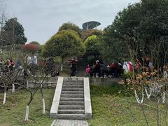 -铁山坪森林公园