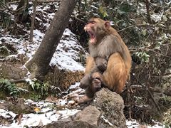 -黔灵山公园