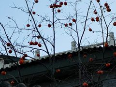 -北京西山国家森林公园