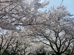 -武汉大学-樱园