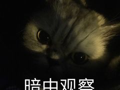-安安宠医宠物医院·异宠·犬猫内科(岳阳分院)