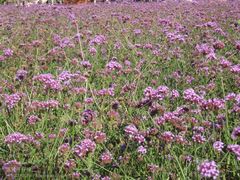 -紫海香堤香草艺术庄园