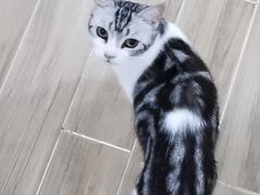 -李小姐の猫咖啡馆(五角场店)
