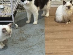 -楼上猫咖(罗湖店)