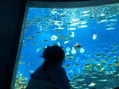 -海合安武汉极地海洋公园