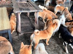-柴犬高等学院·狗咖·柴犬售卖·宠物训练