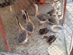 门面-鱼窝棚柴火铁锅炖(富山屯店)