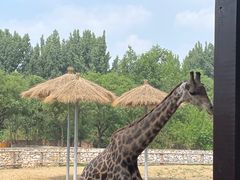 -北京野生动物园