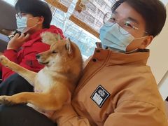 -南京Hallo宠物乐园·哈罗犬舍·柴犬繁育基地