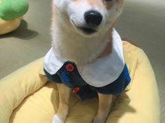 -逗柴咖啡屋·狗咖猫咖宠物桌游