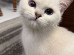-lincat·猫舍(广州店)