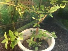 -上海大自然野生昆虫馆(东方明珠·爬宠昆虫探索中心)