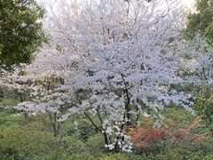 -苏州上方山国家森林公园