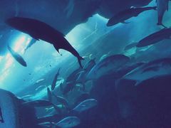 -迪拜水族馆及水下动物园