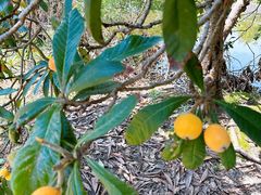 -塘栖枇杷特色园区