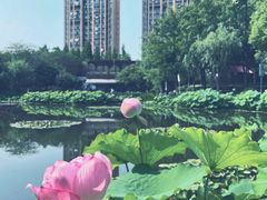 -陈家山荷花公园