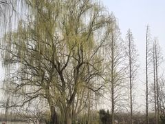 -洛阳市隋唐城遗址植物园