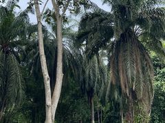 -中国科学院西双版纳热带植物园