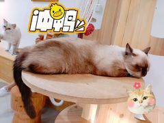 -Heymao猫咖.咖啡厅(东门店)