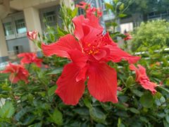 -南宁良凤江国家森林公园